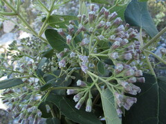Ageratina tomentella