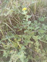 Pulicaria dysenterica