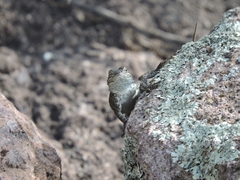 Sceloporus torquatus