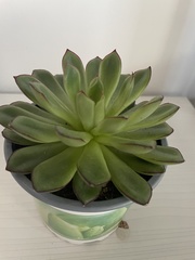 Echeveria pulidonis