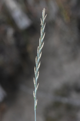 Intermediate Wheatgrass (Thinopyrum intermedium)