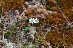 Gentiana douglasiana