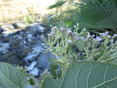 Ageratina tomentella