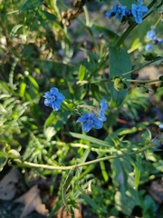 Cynoglossum amabile