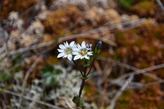 Gentiana douglasiana