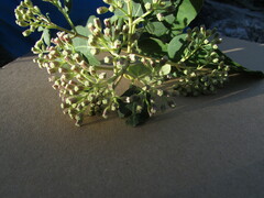 Ageratina tomentella