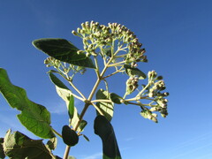 Ageratina tomentella