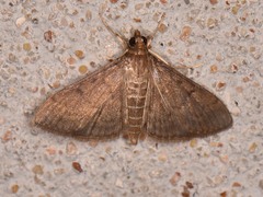 Herpetogramma phaeopteralis