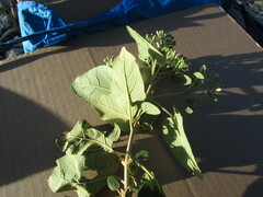 Ageratina tomentella