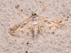 Parapoynx diminutalis