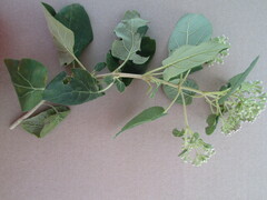 Ageratina tomentella