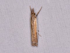 Crambus quinquareatus