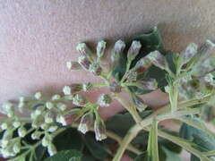 Ageratina tomentella