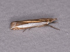 Crambus quinquareatus