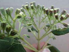 Ageratina tomentella