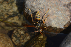 Mischocyttarus flavitarsis