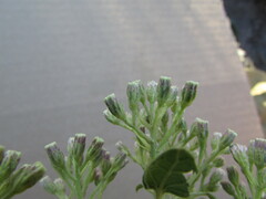 Ageratina tomentella