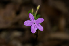 Pseuderanthemum praecox