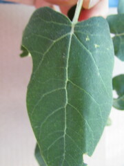 Ageratina tomentella