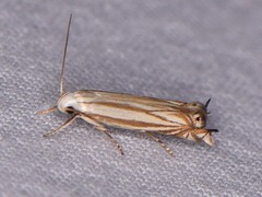 Polyhymno luteostrigella