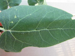 Ageratina tomentella