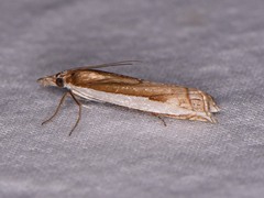 Crambus quinquareatus