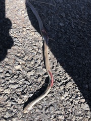 Coluber constrictor mormon