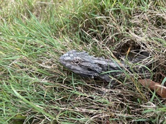 Pogona barbata