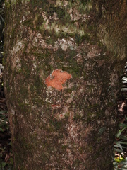 Pycnandra pubiflora
