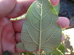Ageratina tomentella