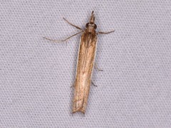 Crambus quinquareatus