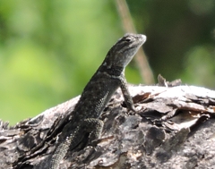 Sceloporus torquatus