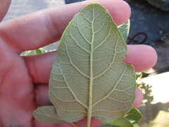Ageratina tomentella