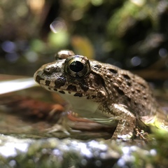 Fejervarya kawamurai