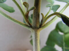 Ageratina tomentella