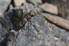 Cicindela oregona