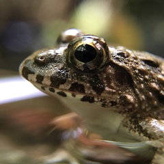 Fejervarya kawamurai