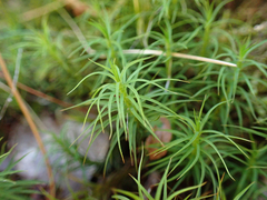 Polytrichastrum alpinum