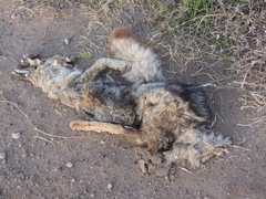 Lycalopex gymnocercus