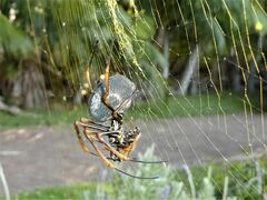 Trichonephila plumipes