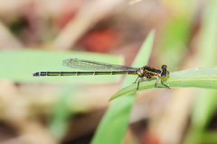 Ischnura pruinescens