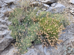 Petrophytum caespitosum