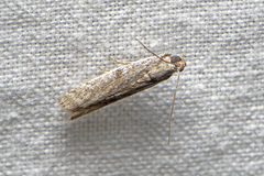 Cryptoblabes hemigypsa