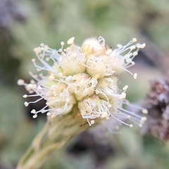 Petrophytum caespitosum