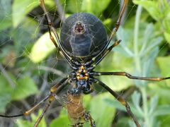 Trichonephila plumipes