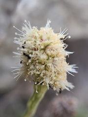 Petrophytum caespitosum