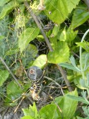 Trichonephila plumipes