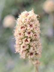 Petrophytum caespitosum