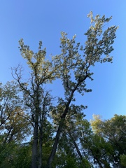Quercus macrocarpa