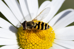 Syrphus torvus
